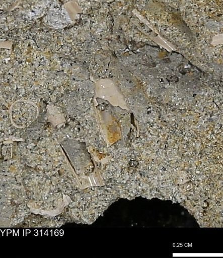 undet. Scaphopoda