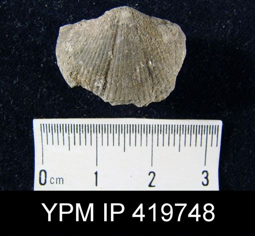 Spirifer whitneyi
