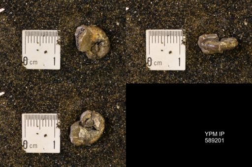 Discoscaphites rossi