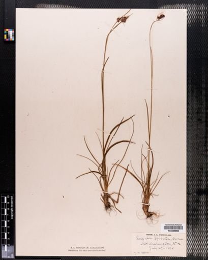 Luzula spicata