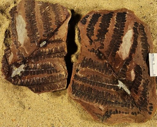 Pecopteris sp.