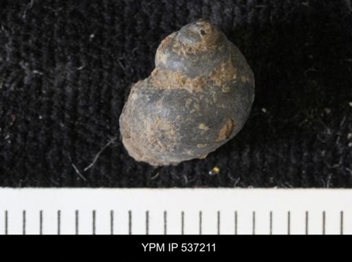 Viviparus montanaensis