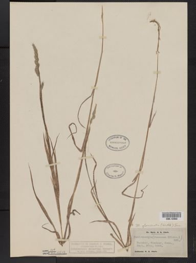 Muhlenbergia glomerata