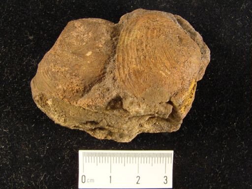 Neocrassina elegans