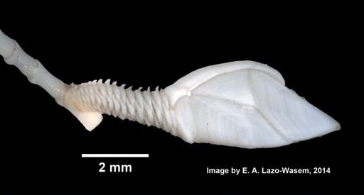 Scalpellum rodstromi