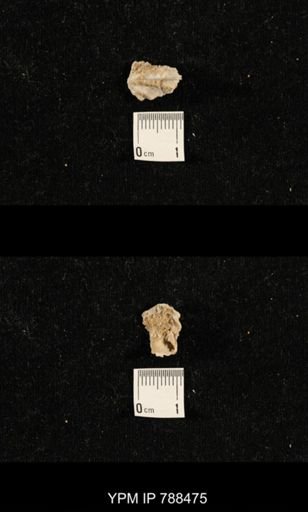 undet. Brachiopoda