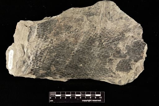 Lepidodendron sp.