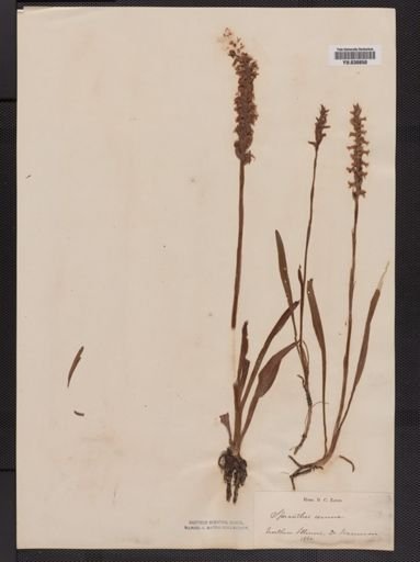 Spiranthes cernua