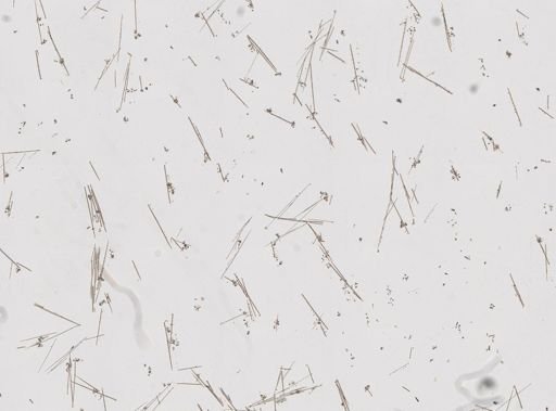 Clathria (Thalysias) cervicornis