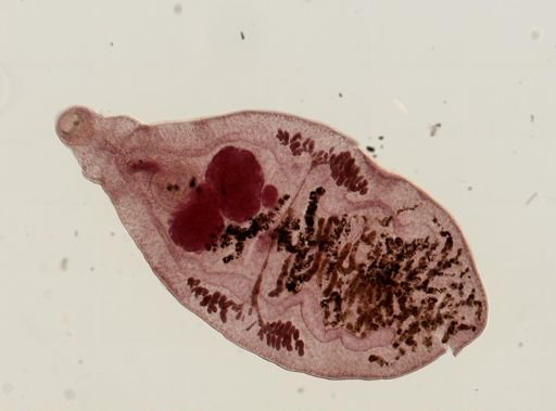 Dicrocoelium dendriticum