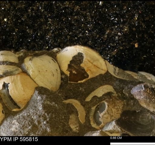 Protocardia sp.