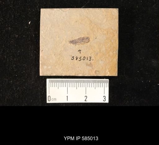 undet. Insecta