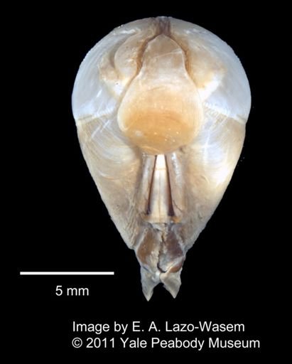Martesia curta