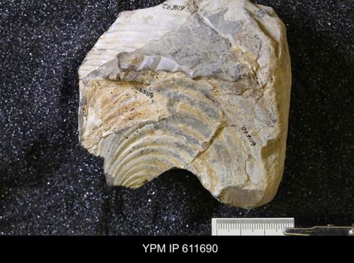 Inoceramus sp.