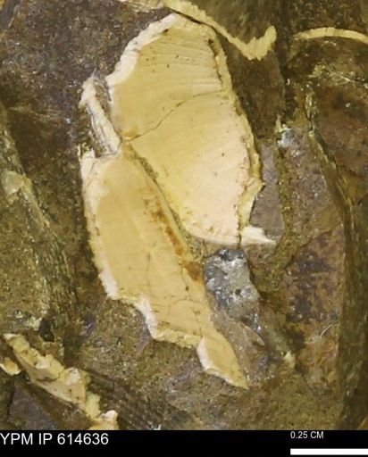 Limopsis striatopunctatus