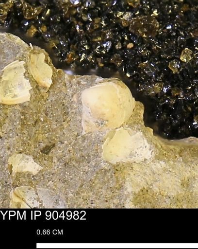 Corbulamella?