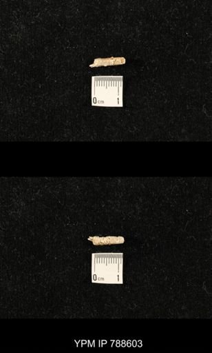 taxon undetermined