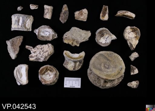 undet. Actinopterygii