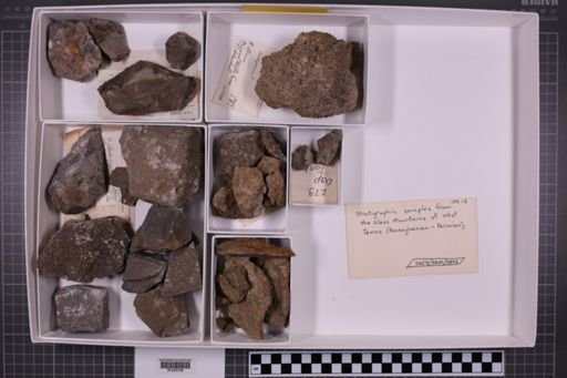 mixed taxa, stratigraphic collection