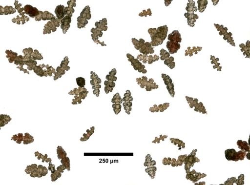 Phyllogorgia frondosa