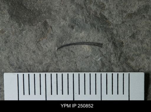 undet. Eurypterida
