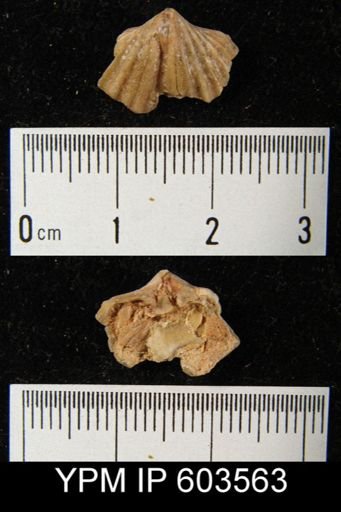 Spirifer sp.