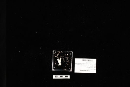 Scaphiopus couchii