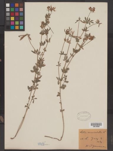 Lotus corniculatus