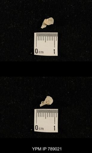 undet. Brachiopoda