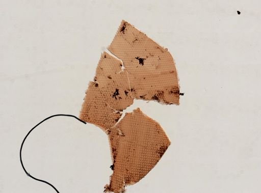 Anisoptera
