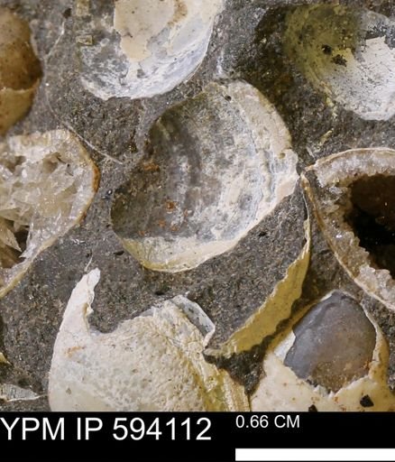 Limopsis? striatopunctatus