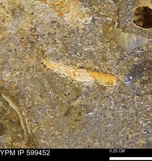 undet. Bivalvia