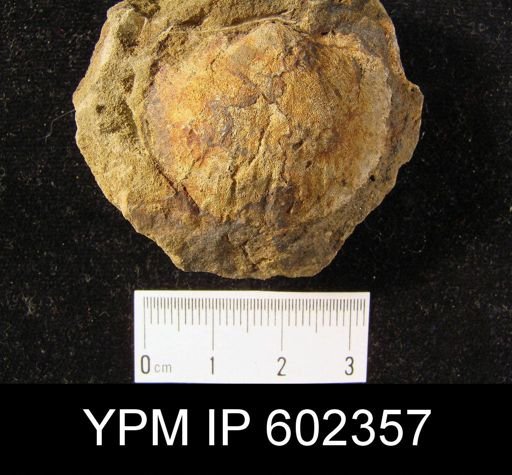 Productella lachrymosa