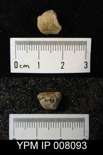 Marginifera sp.