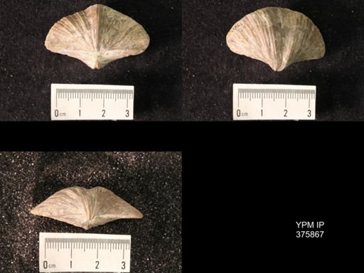 Spirifer cameratus