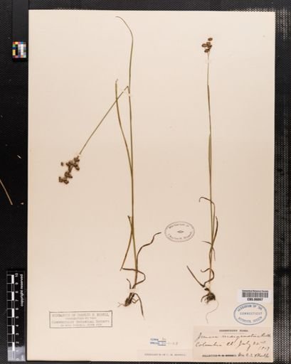 Juncus marginatus