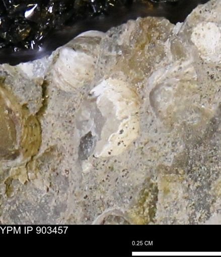 Corbulamella?