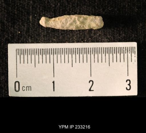 Archaeocidaris sp.