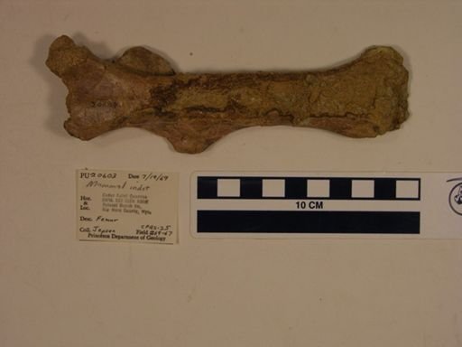 undet. Mammalia