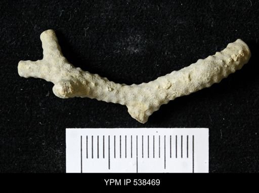 Parvohallopora subnodosa