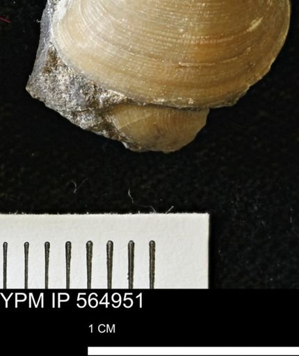 Limopsis striatopunctatus