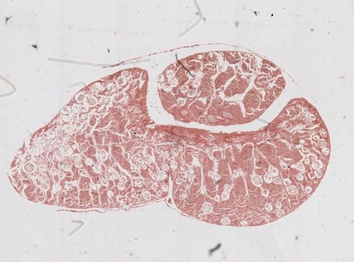Monocystis agilis