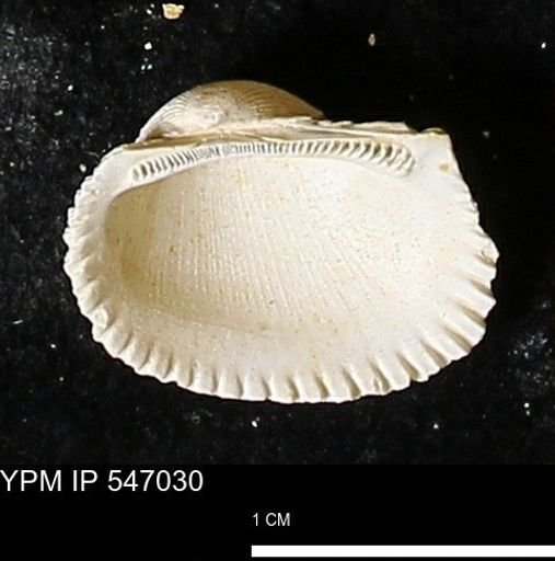 Scapharca transversa