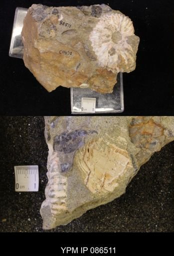 Jeletzkytes nebrascensis