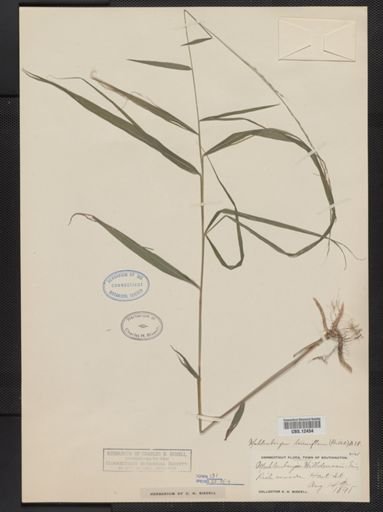 Muhlenbergia tenuiflora