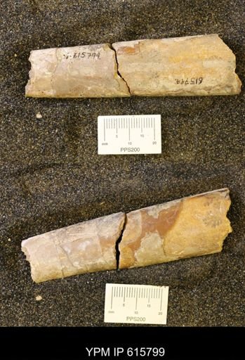 Baculites sp.