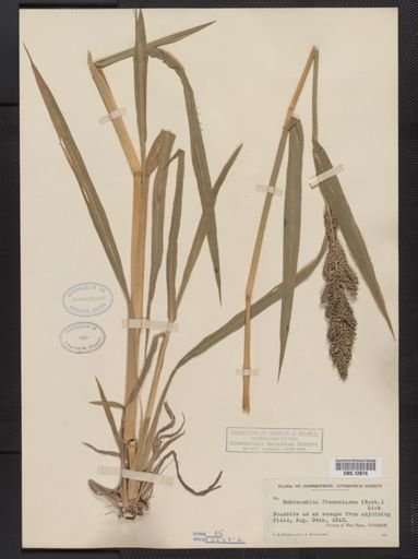 Echinochloa frumentacea