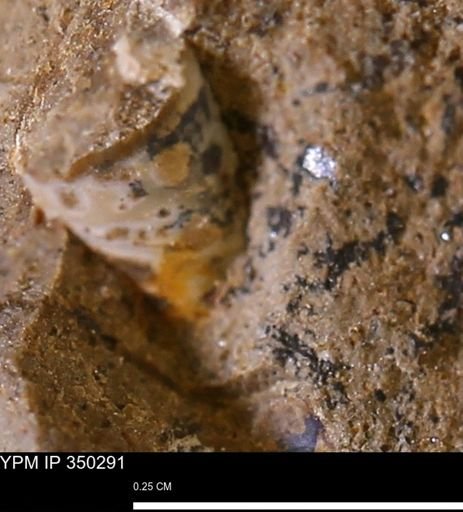 undet. Scaphopoda