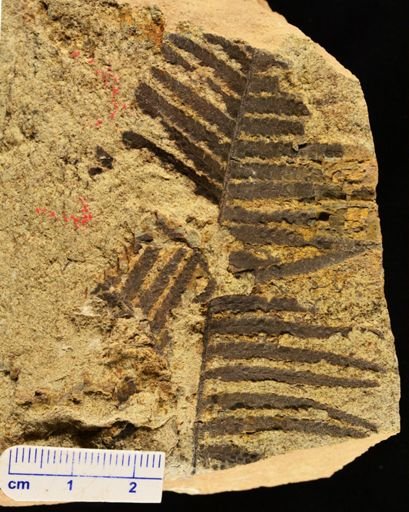 Microphyllopteris delicata