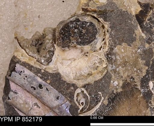 undet. Gastropoda